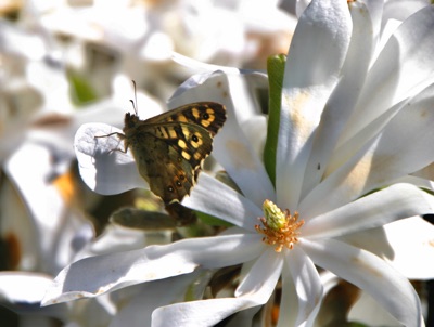 Brown butterfly on magnolia